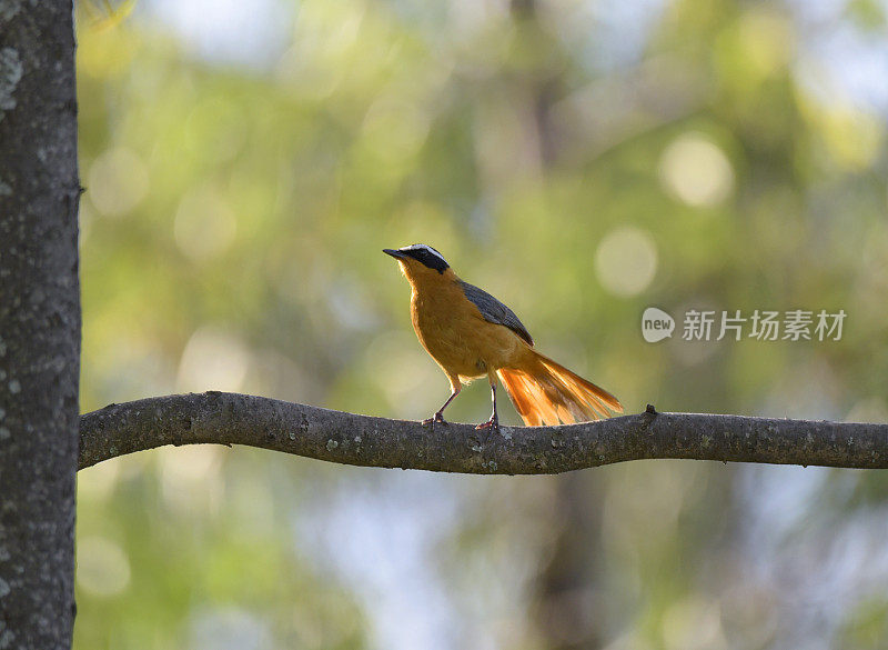 White-browed Robin-Chat